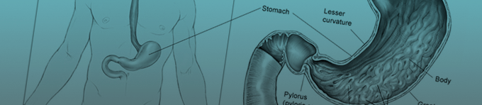 sevg-stomach